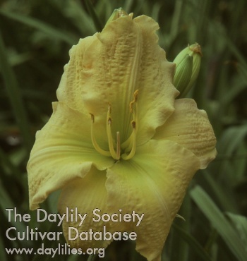Daylily Chatham Butterfly
